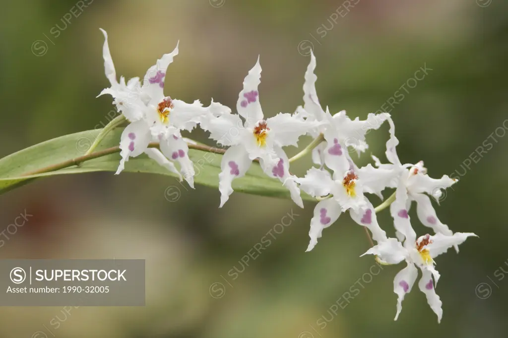 A beautiful orchid flower in an Ecuadorian rainforest.
