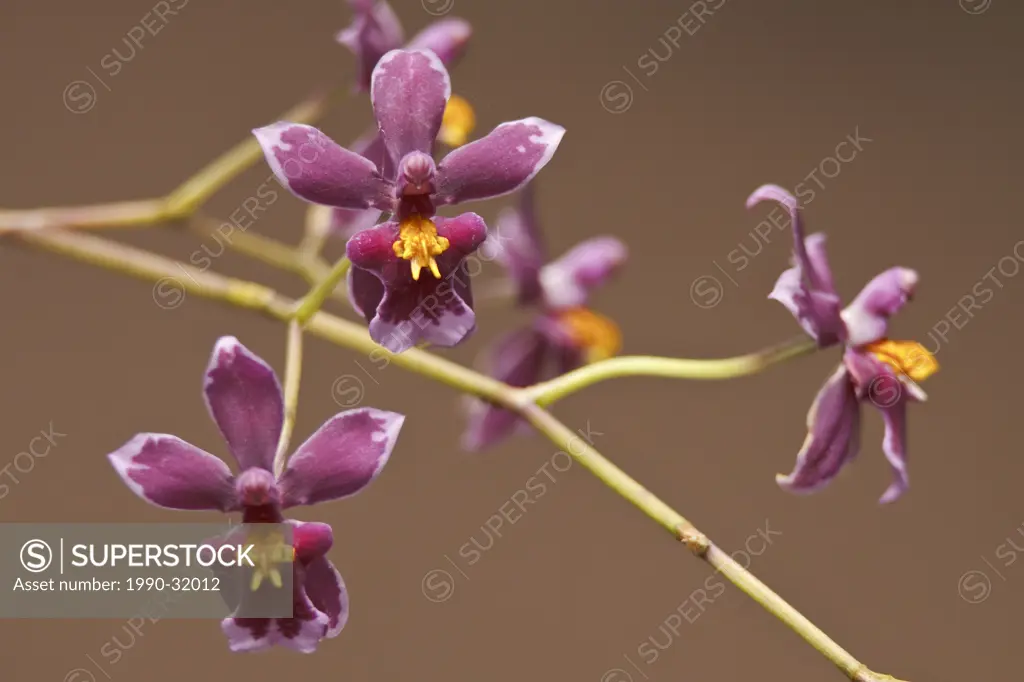 A beautiful orchid flower in an Ecuadorian rainforest.