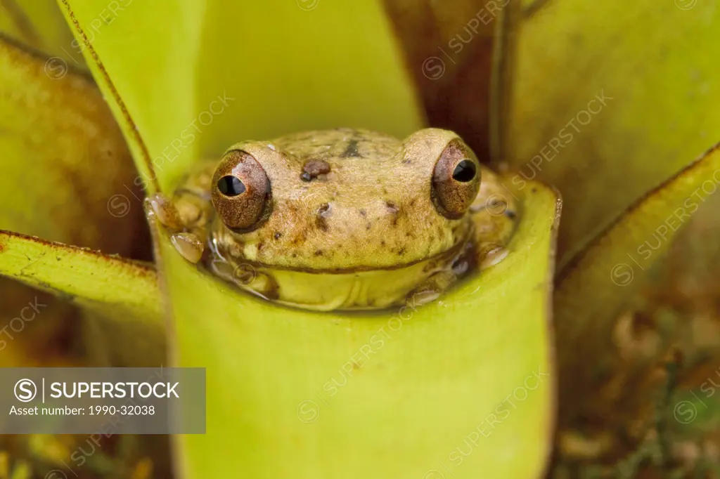 A treefrog perched on a bromeliad in the Tandayapa Valley of Ecuador.