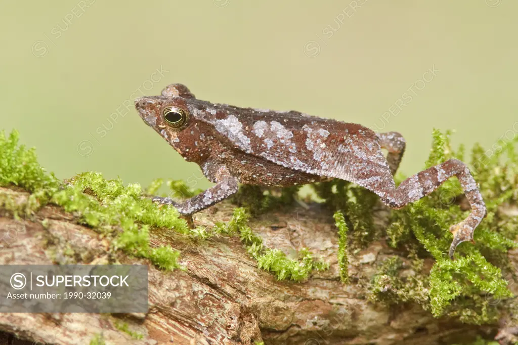 A frog perched on a mossy branch in Amazonian Ecuador.