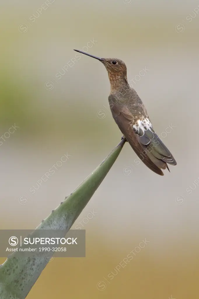 Giant Hummingbird Patagona gigas perched on a flowering plant near Quito in the highlands of central Ecuador.