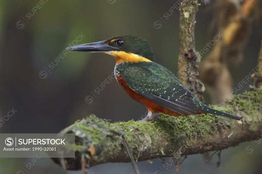 Green_and_Rufous Kingfisher Chloroceyle inda perched on a branch near the Napo River in Amazonian Ecuador.