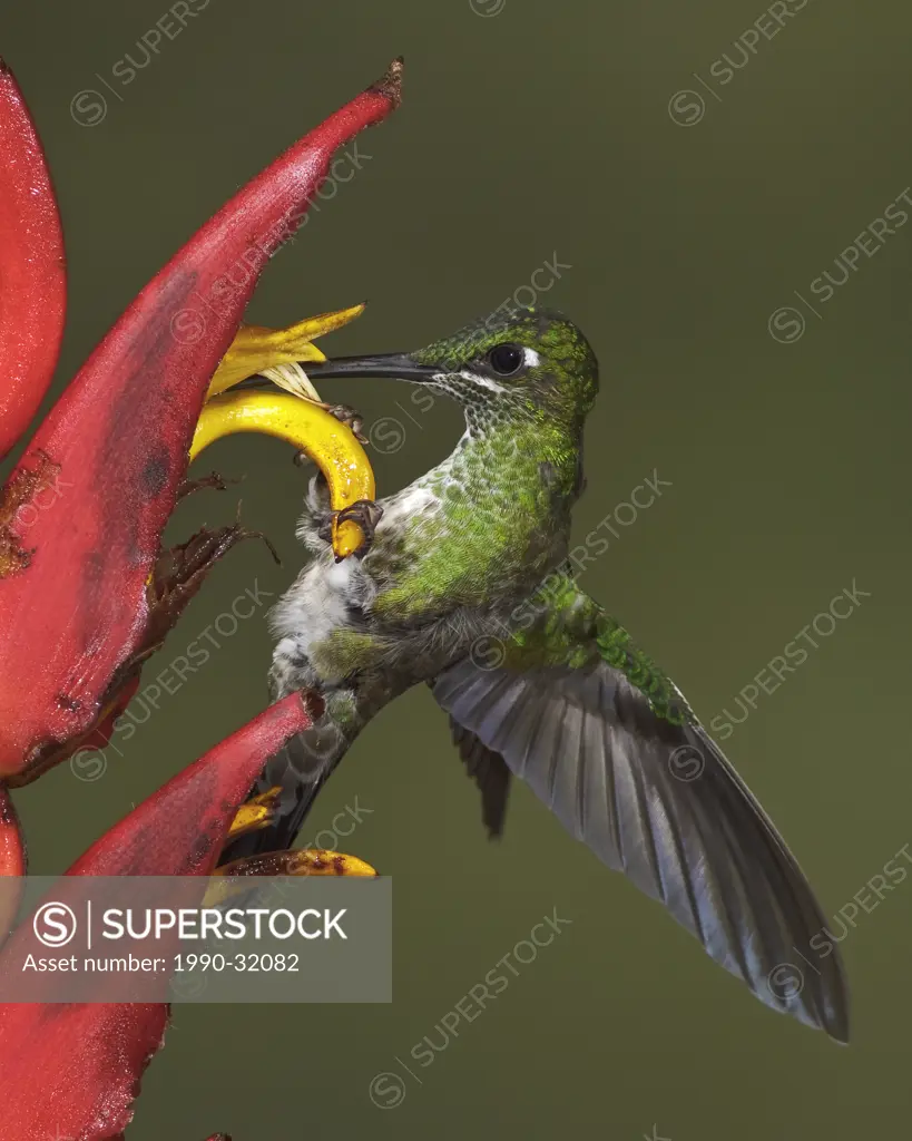 Green_crowned Brilliant Heliodoxa jacula feeding at a flower while flying in the Milpe reserve in northwest Ecuador.