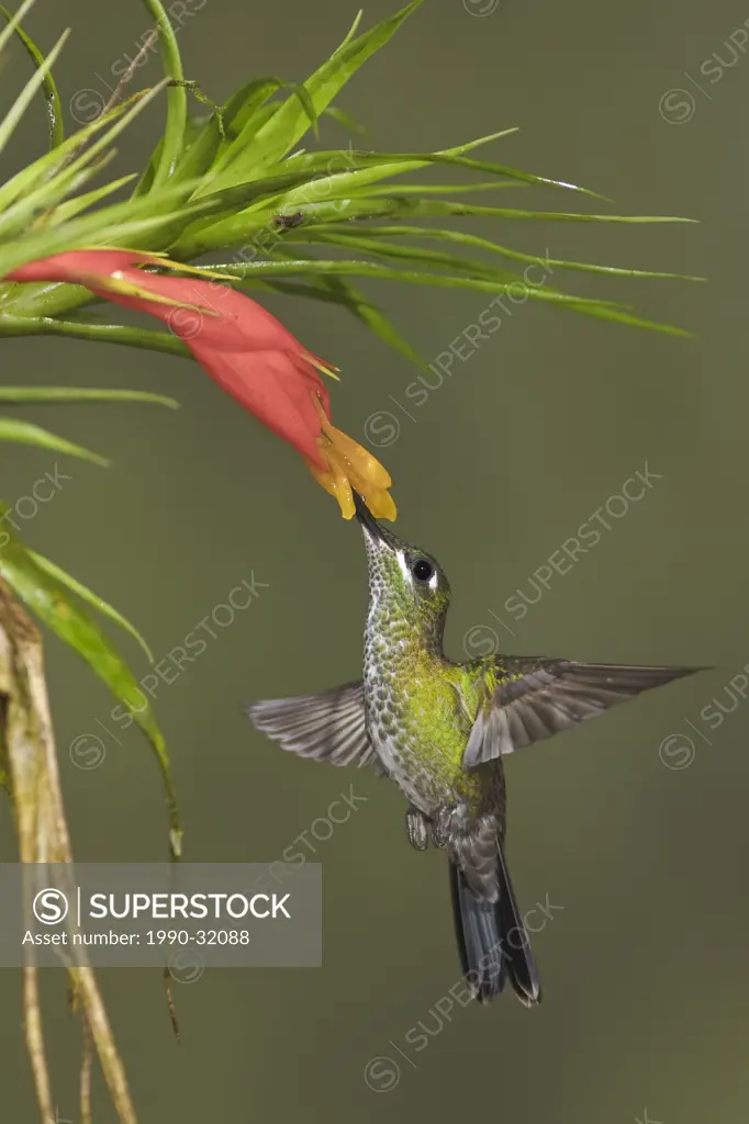 Green_crowned Brilliant Heliodoxa jacula feeding at a flower while flying in the Milpe reserve in northwest Ecuador.