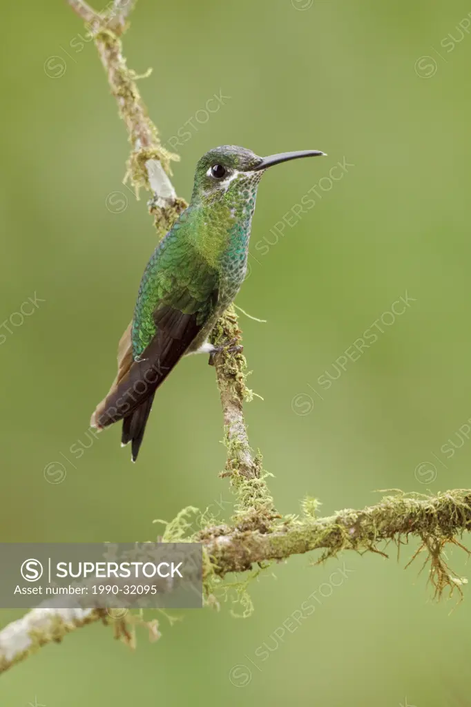 Green_crowned Brilliant Heliodoxa jacula perched on a branch at Buenaventura Lodge in southwest Ecuador.