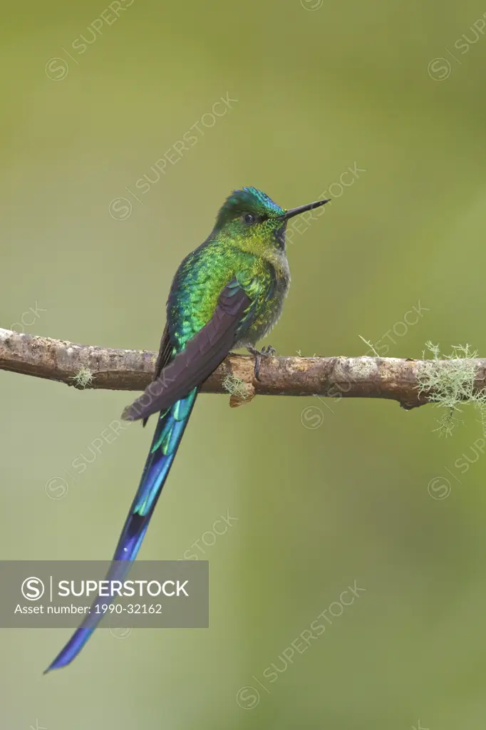 Long_tailed Sylph Aglaiocercus kingi perched on a branch near the papallacta Pass in the highlands of central Ecuador.