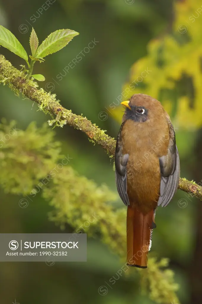 A Masked Trogon Trogon personatus assimilis perched on a branch in the Tandayapa Valley of Ecuador.