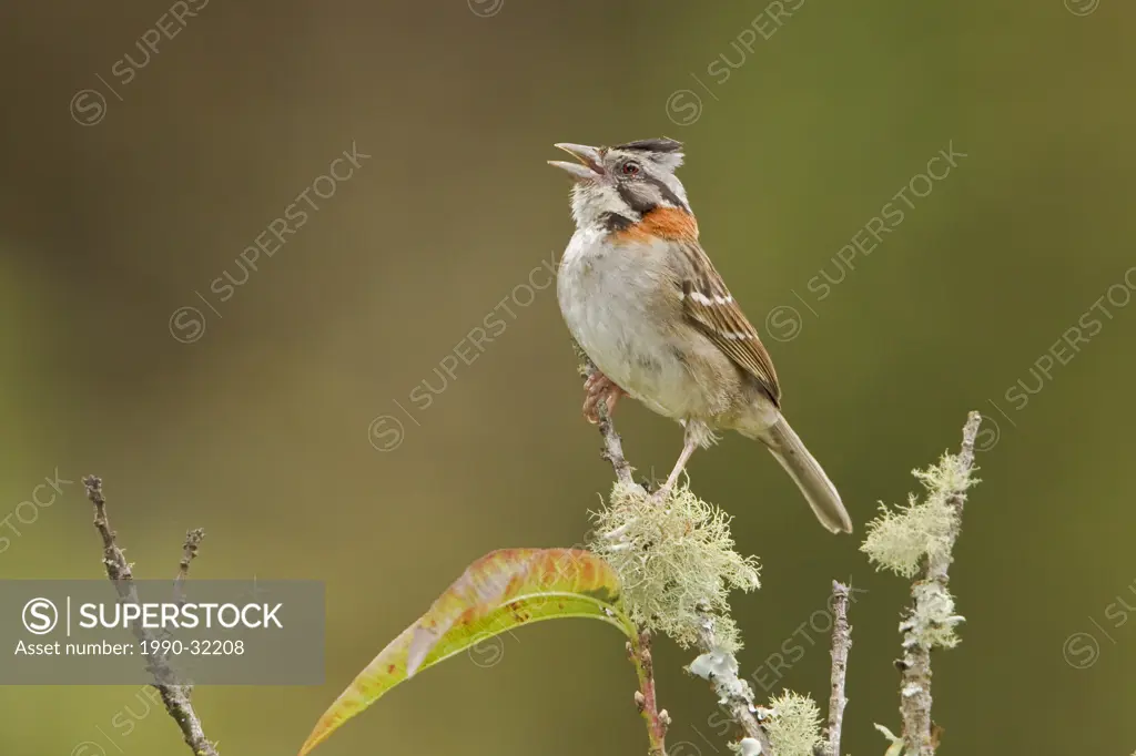 Rufous_collared Sparrow Zonotrichia capensis perched on a branch at the Tapichalaca reserve in southeast Ecuador.