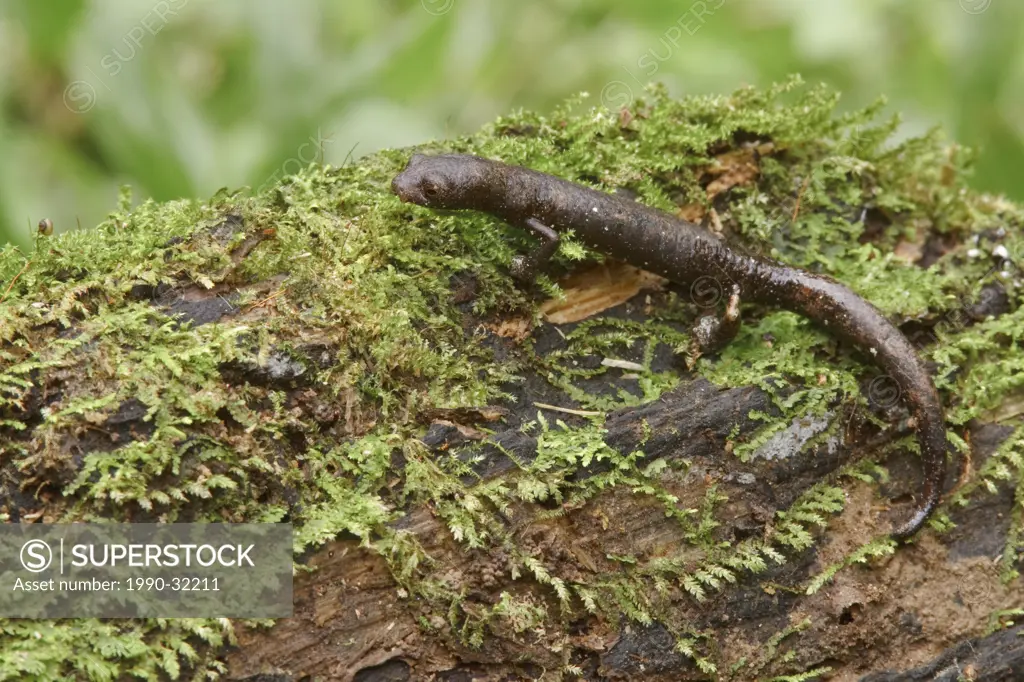 A salamander perched on a mossy branch in Amazonian Ecuador.