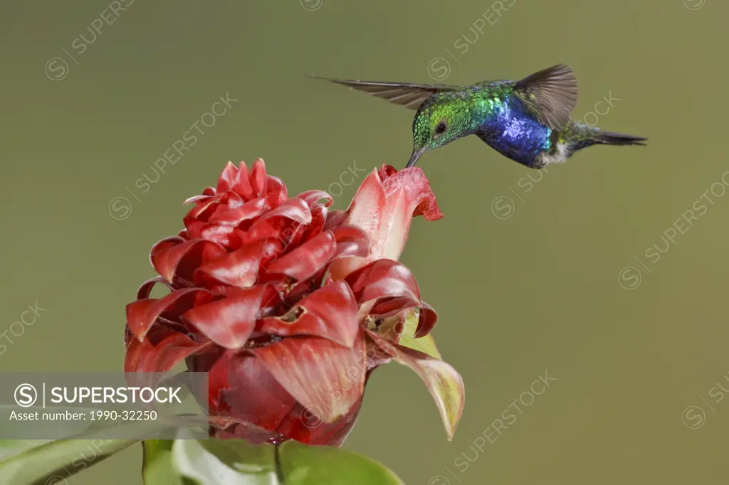 Violet_bellied Hummingbird Damophila julie feeding at a flower while flying at Bueneventura Lodge in southwest Ecuador.