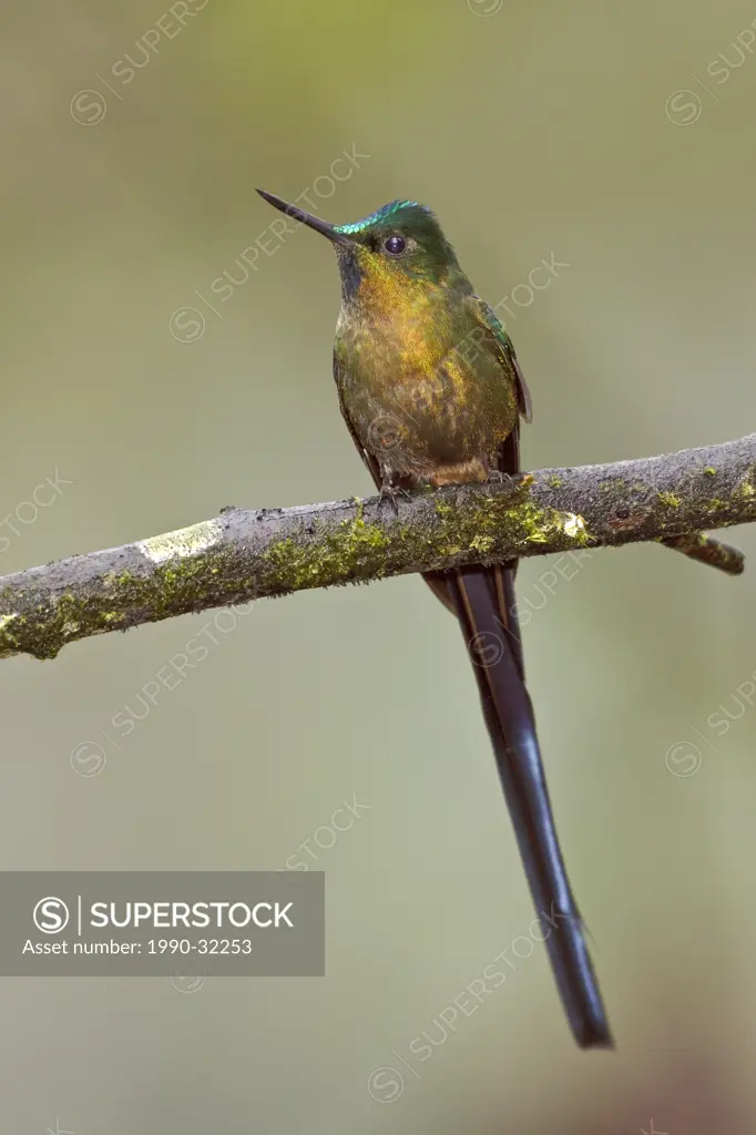 Violet_tailed Sylph Aglaiocercus coelestis perched on a branch in the Tandayapa Valley of Ecuador.