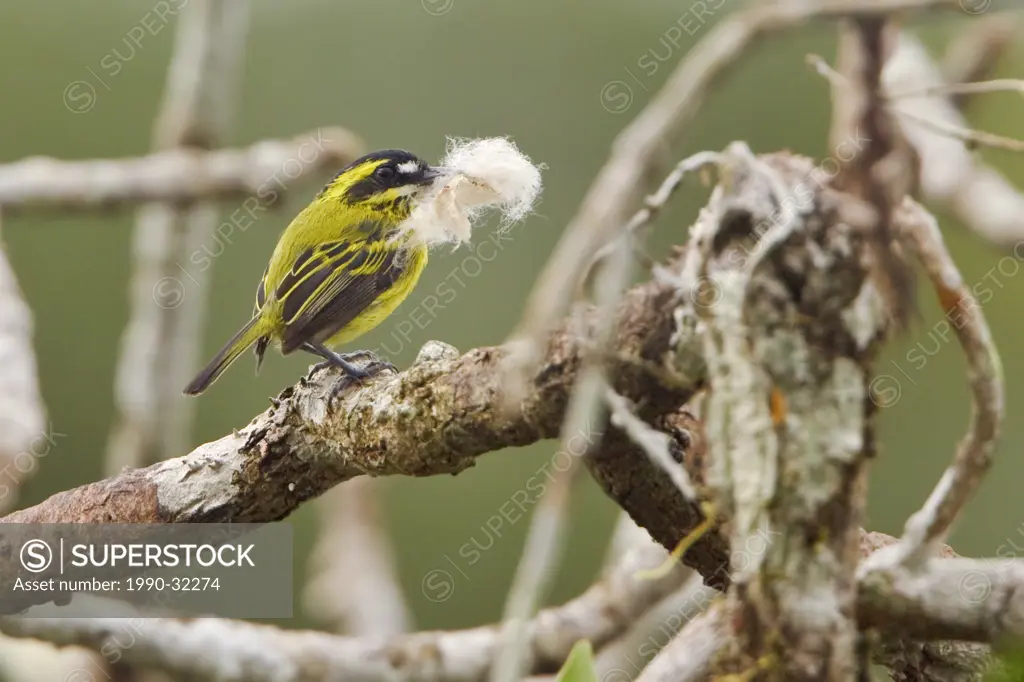 Yellow_browed Tody_Flycatcher Todirostrum chrysocrotaphum perched on a branh carrying nesting material near the Napo River in Amazonian Ecuador.