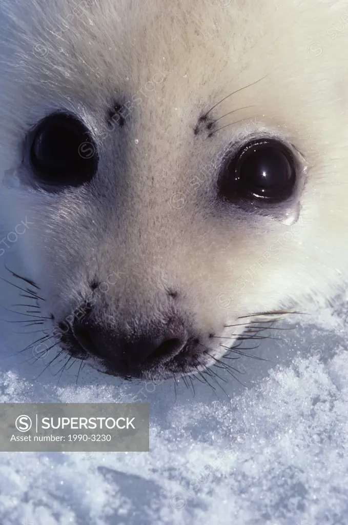 Harp Seal Phoca groenlandica or Saddleback Seal, canada