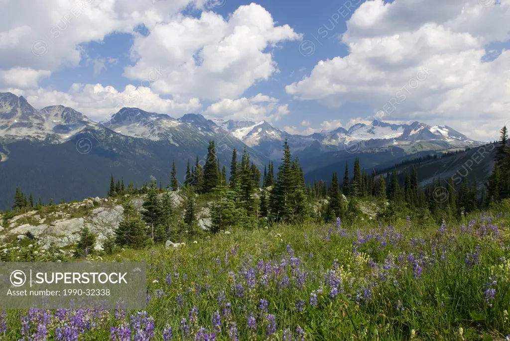 Wild flowers and the peaks of the Spearhead Range seen from Whistler Mountain Coast Mountains BC Canada