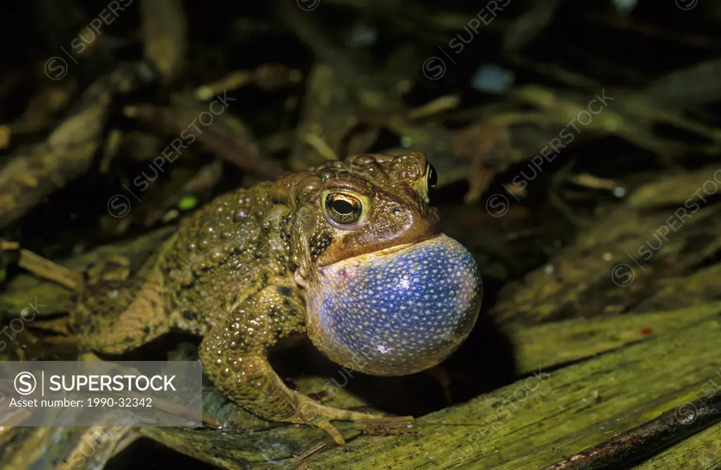 American Toad Bufo americanus singing in vernal pond at night during spring breeding season near Thornton Ontario