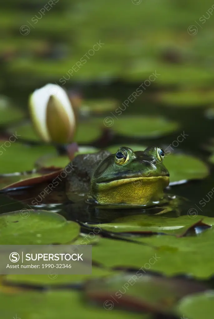 Male Bullfrog Rana catesbeiana in wetland