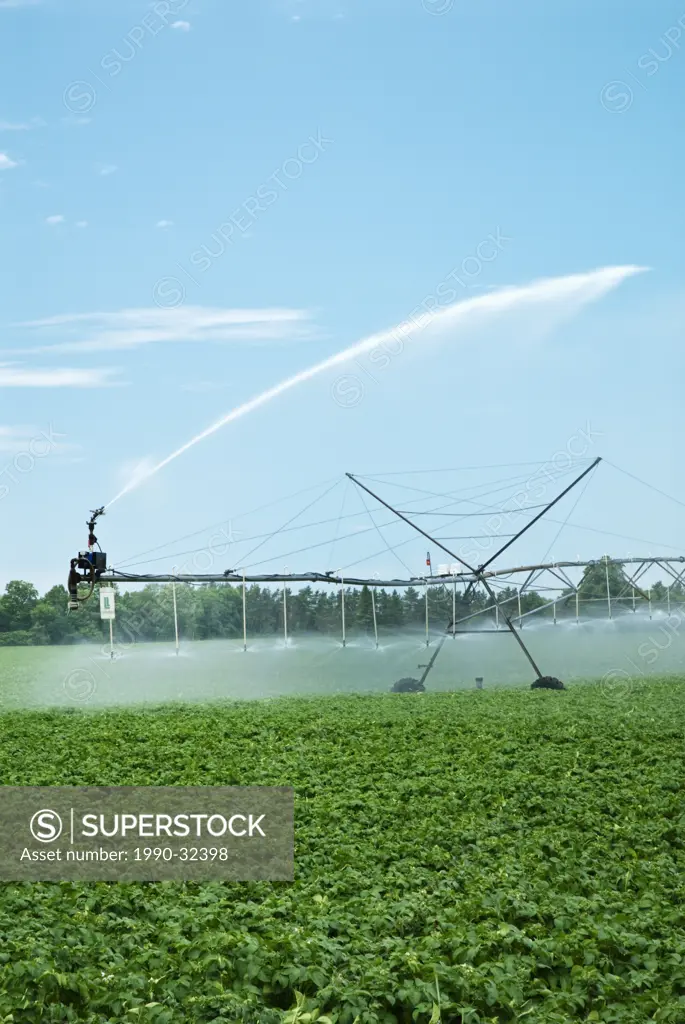 Watering potato crop near Tottenham Ontario