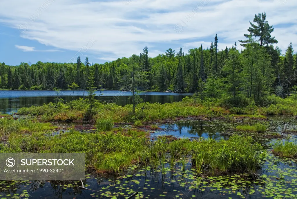 Wetland habitat on Crab Lake in Ontario´s boreal forest