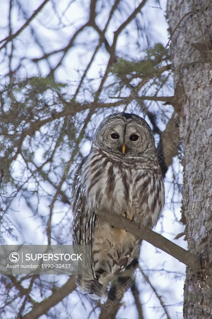 Barred Owl striz varia perched on short branch
