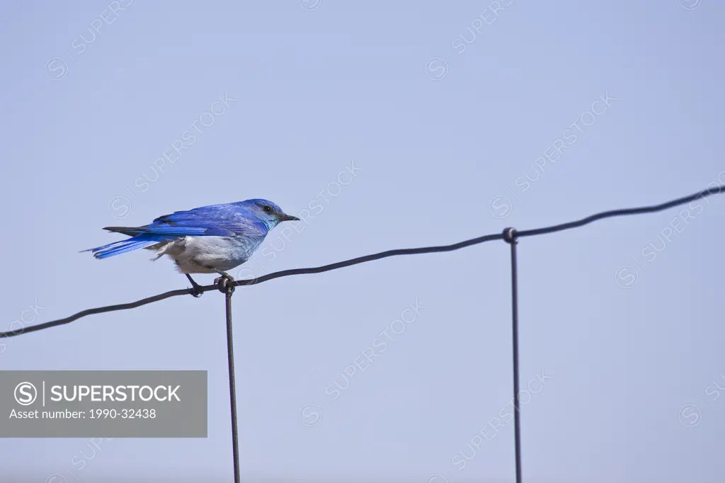 Mountain Bluebird sialia currocoides perched on wire fence.