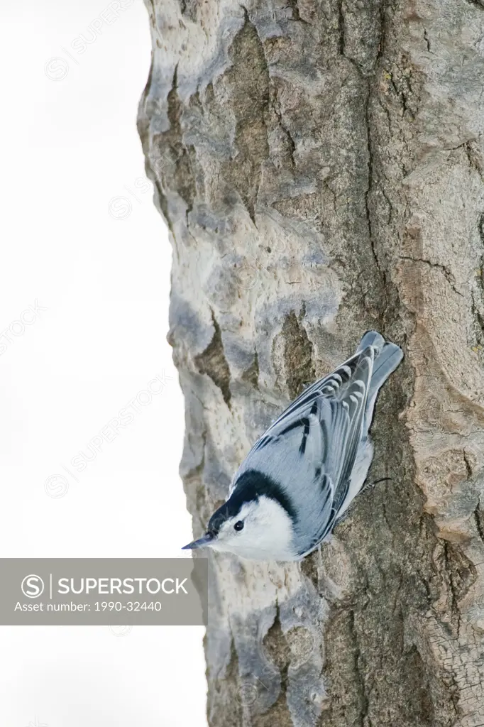 White_Breasted Nuthatch sitta carolinensis holding on to tree trunk.