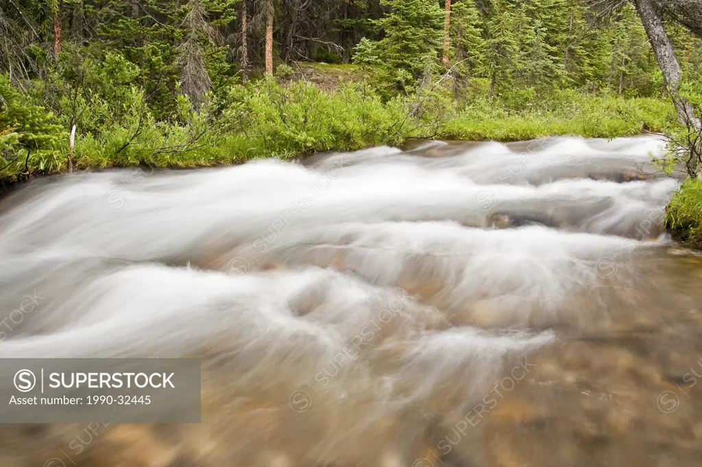 Small stream flowing through sub_alpine spruce forest, Banff National Park Alberta.