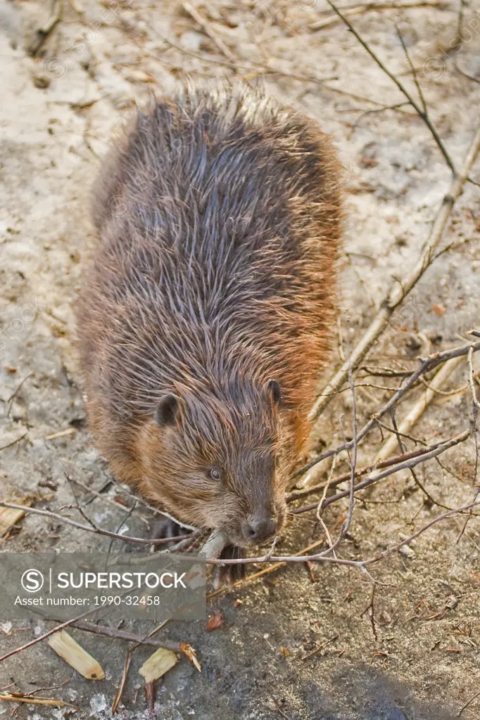 Beaver castor canadensis with chewed branches.
