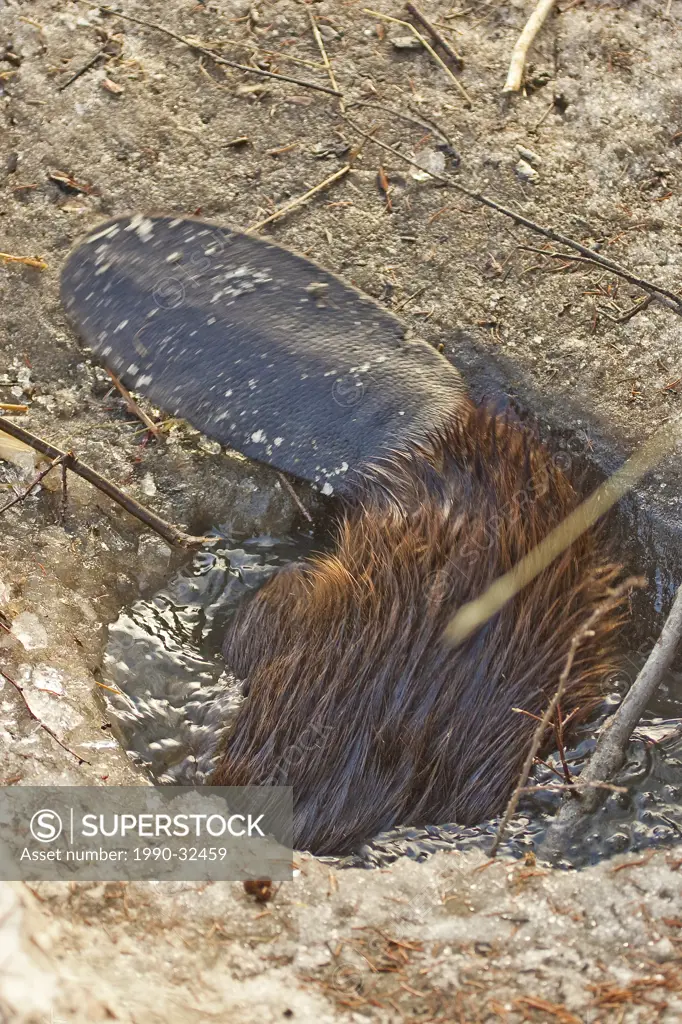 Beaver castor canadensis dropping through hole in ice.