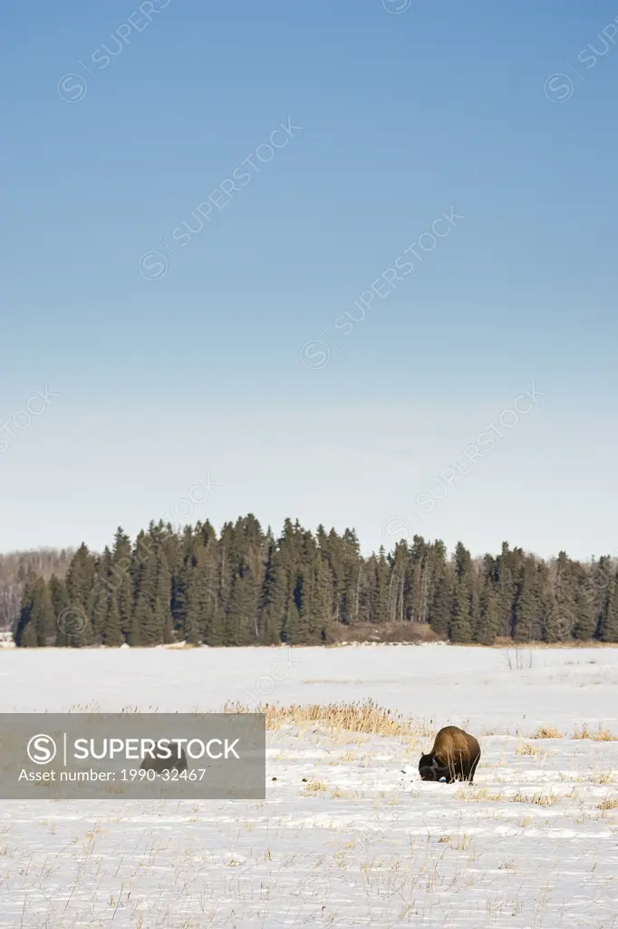 Two Bison bos bison in snow covered meadow, Elk Island National Park, Alberta.