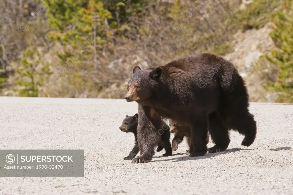 Black Bear ursus americanus walking across road with two cubs.