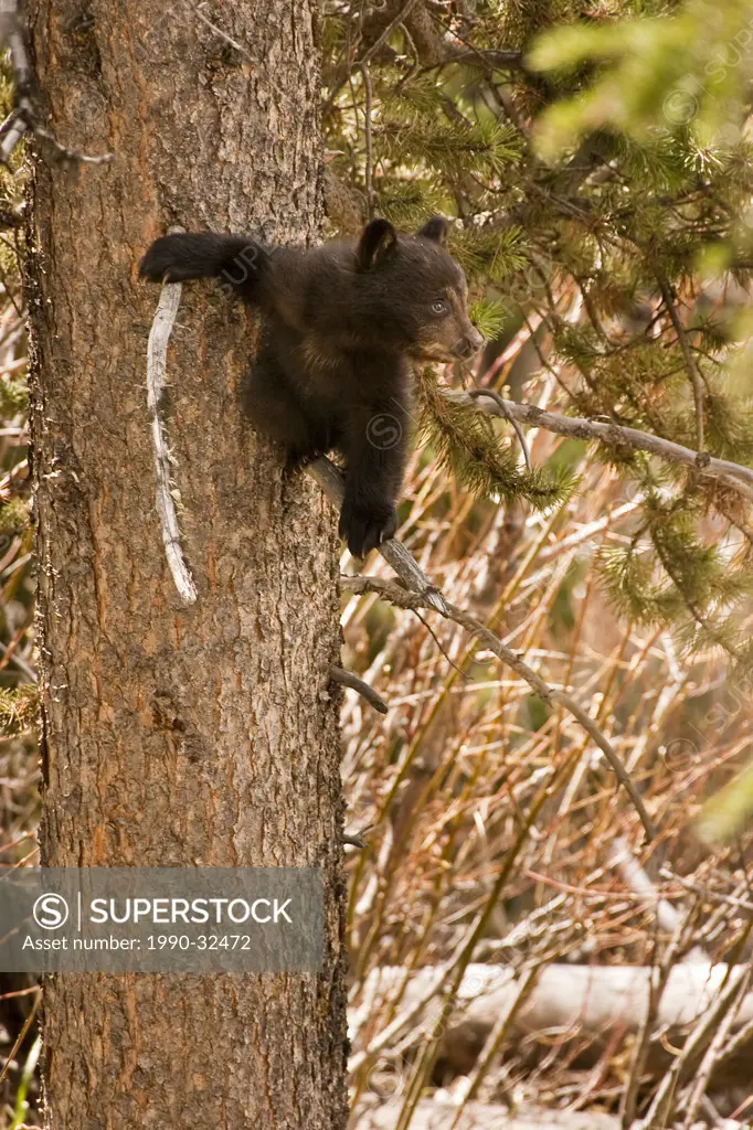 Black Bear ursus americanus cub sitting on branch in tree.