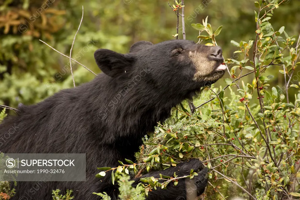 Black Bear ursus americanus eating berries from bush.