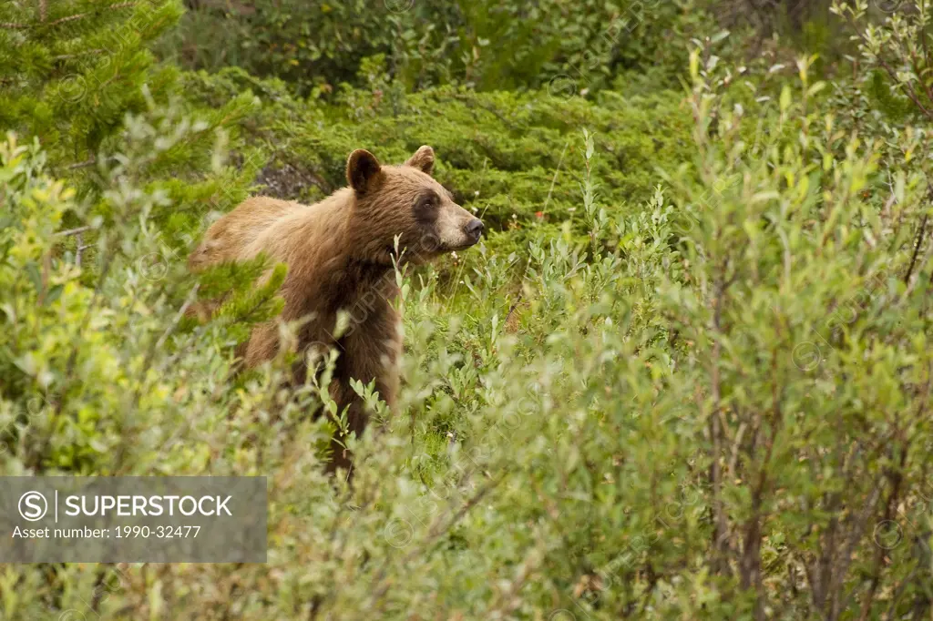 Brown coloured Black Bear ursus americanus standing among willow bushes.