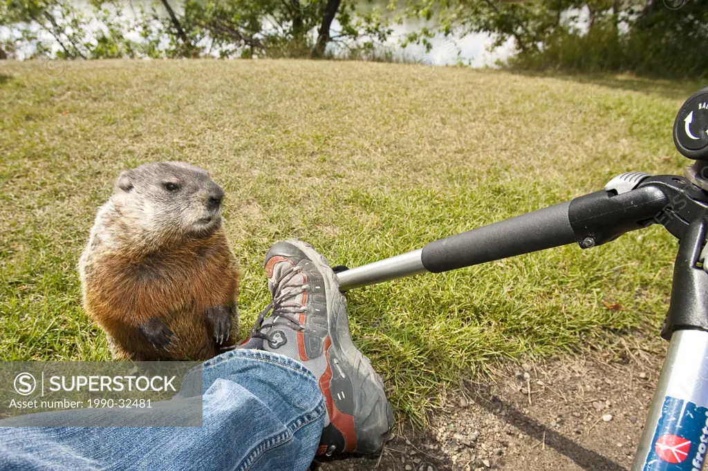 Groundhog/ Woodchuck marmota monax standing up against photographers leg.