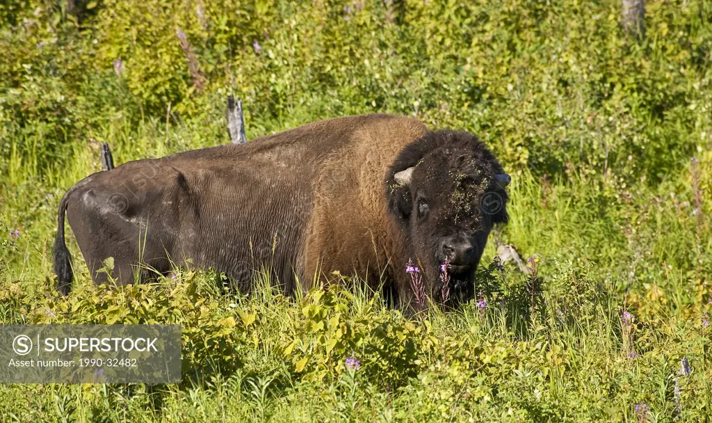 Bull Bison bos bison with worn down horns among fireweed chamerion angustifolium.