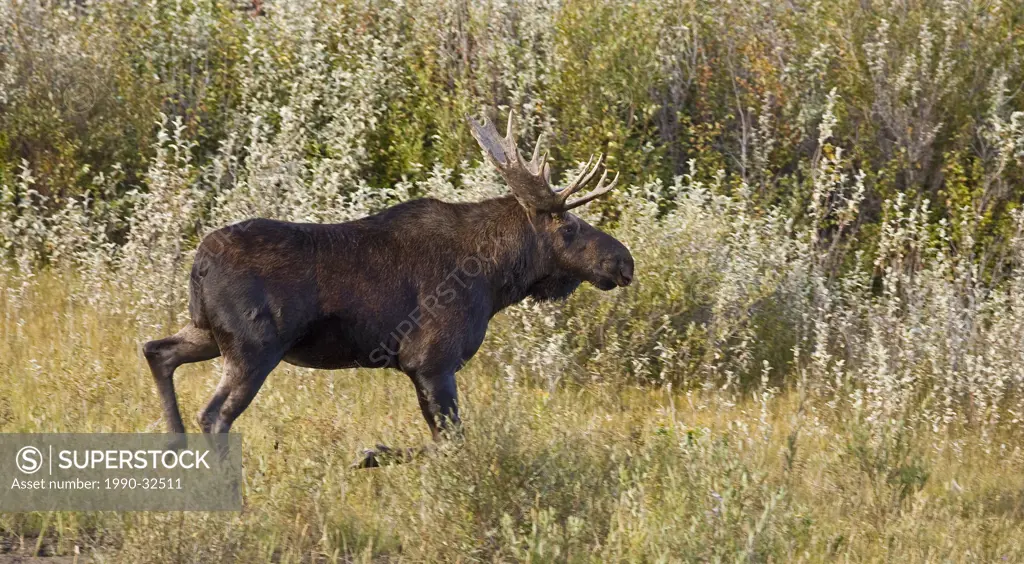 Bull Moose running by willow bushes, Jasper National Park, Alberta.