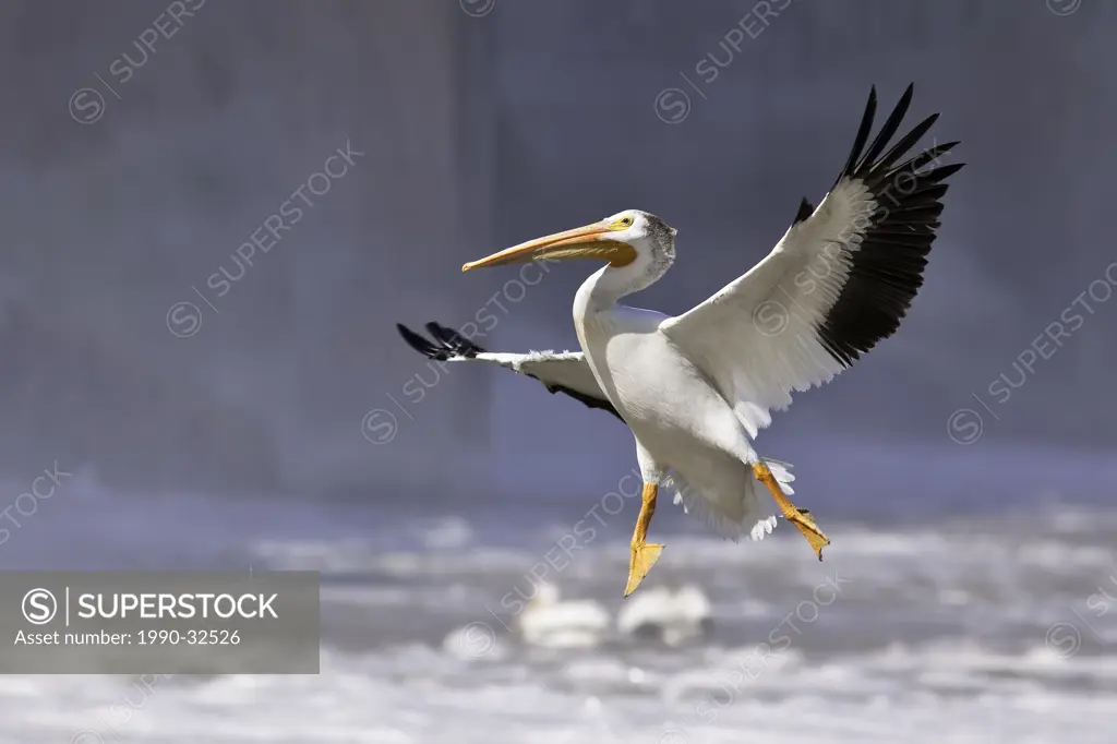 American White Pelican in flight. Red River, Lockport, Manitoba, Canada.