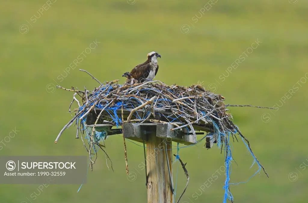A mother Osprey with a chick in her nest made of twiggs and sticks along with some blue baling twine in rural Alberta Canada.