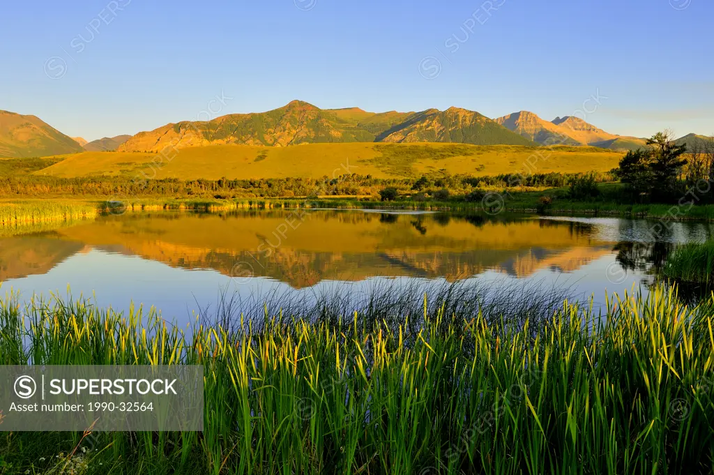 This warm reflection was captured on summer evening along a marshey pond in Waterton National Park Alberta Canada.