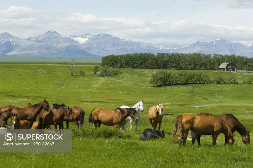 Horses Equus ferus caballus Females & Foals southwest Alberta Canada