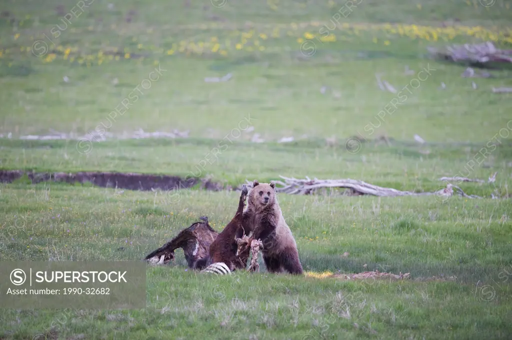 Grizzly Bear Ursus arctos horribilis Adult with Bovine Bovinus Carcass. Cattle sometimes die after a hard winter and the carcass provides excellent pr...