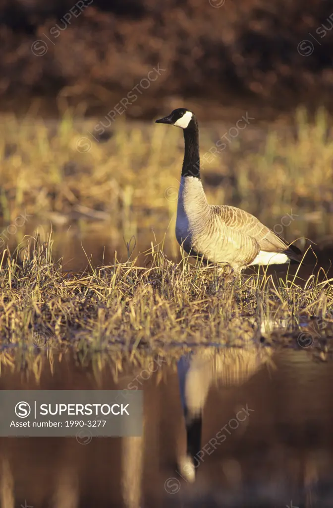 a canada goose, branta canadensis, in early spring marsh, walden, ontario, Canada