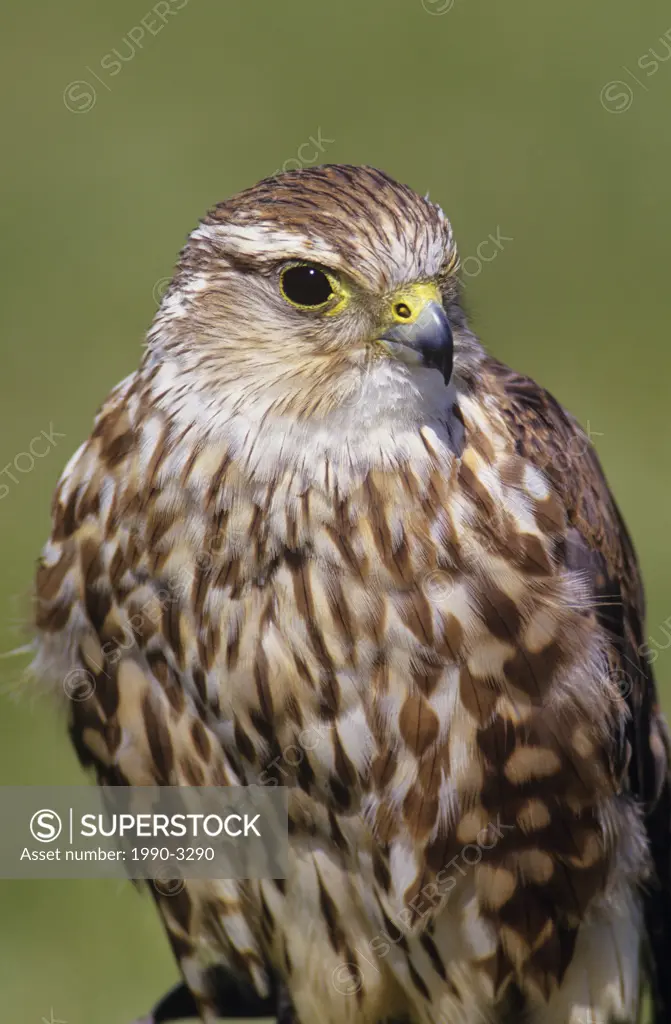 Merlin falco columbarius, coaldale bird of prey center, alberta, canada