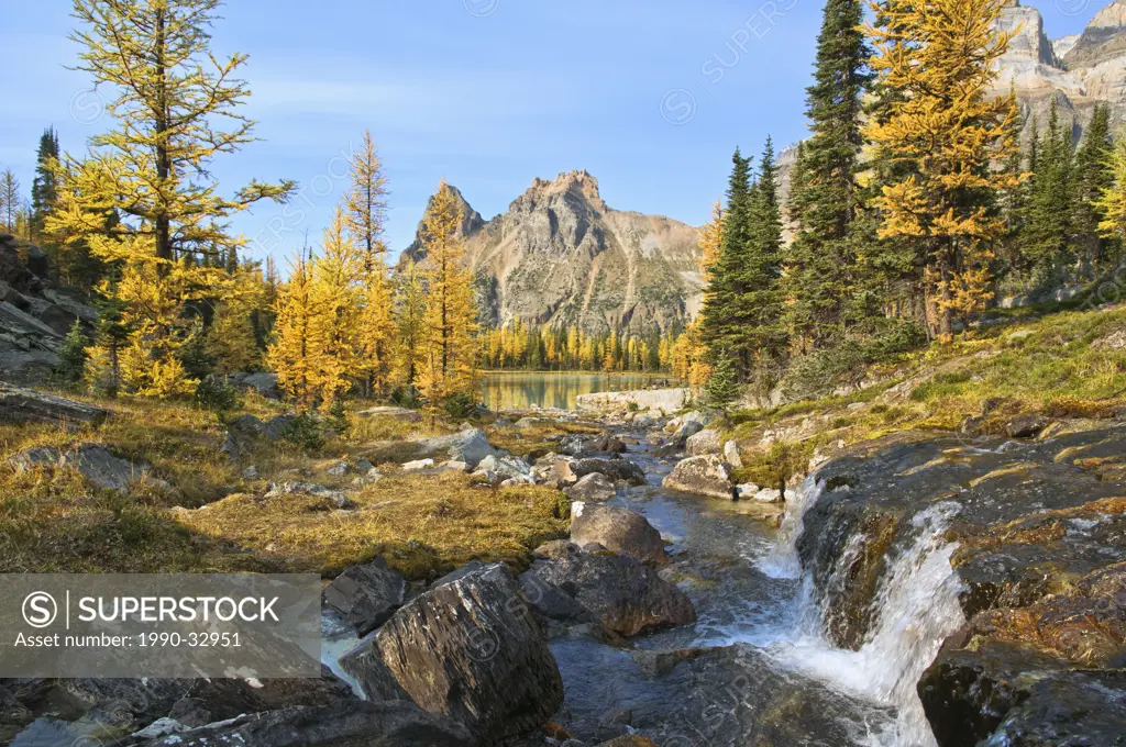 Small waterfall and larch in Autumn, Opabin Plateau, Yoho National Park, British Columbia, Canada