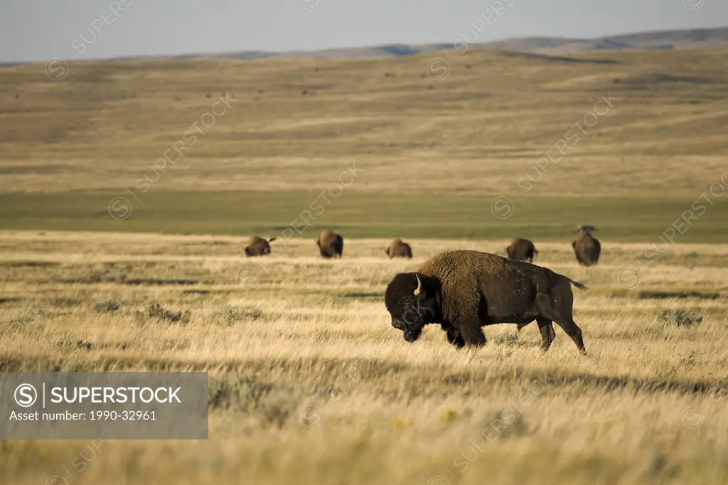 Free roaming herd of plains bison in Grasslands National Park, Saskatchewan.