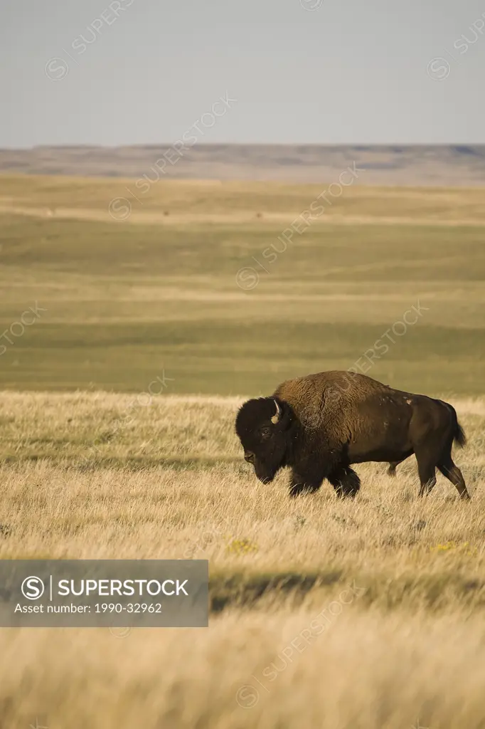 Free roaming bull bison in Grasslands National Park, Saskatchewan.