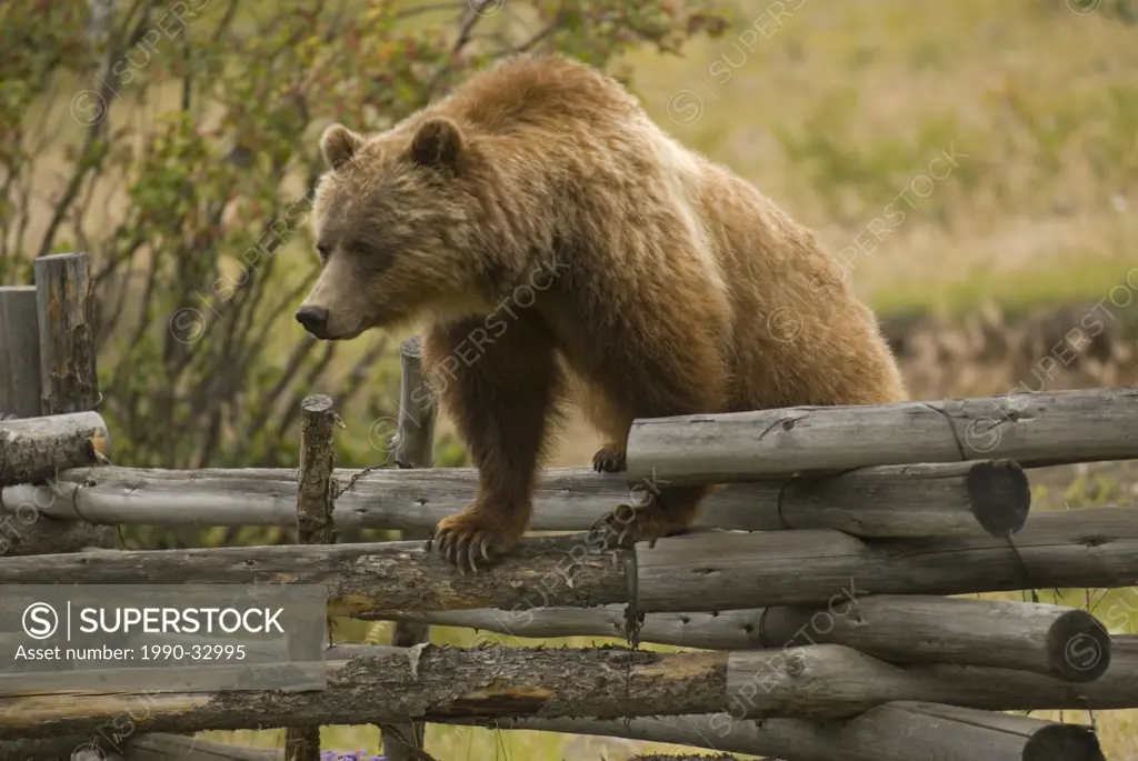 A sow Grizzly Bear on a Russell Fence, Chilko River, British Columbia, Canada