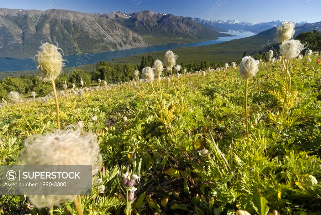 Chilko Lake in Tsylos Provincial Park, with Western Anemone flowers. British Columbia, Canada