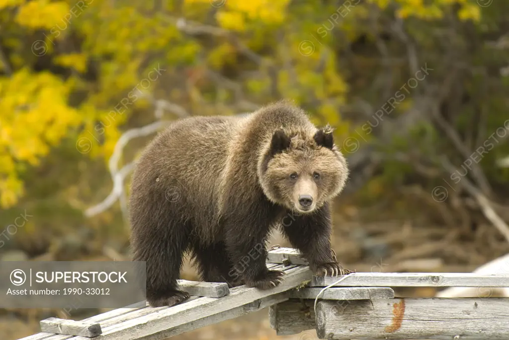 A happy Grizzly Bear cub finds a string to play with on a riverside dock, Chilko River, British Columbia, Canada