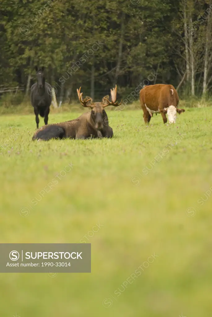 A horse, moose, and cow together in a field in Bella Coola, British Columbia, Canada